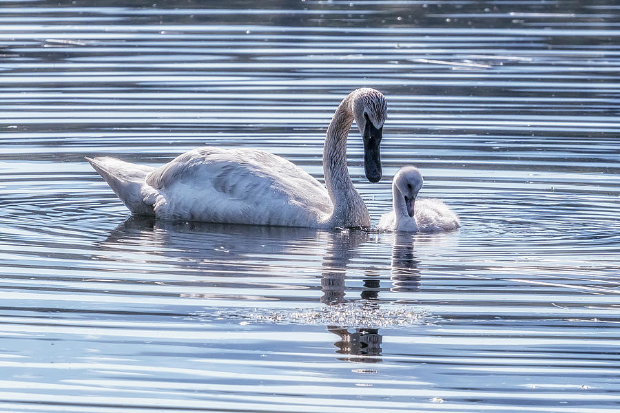 Cygnet with Mother Photograph by Belinda Greb