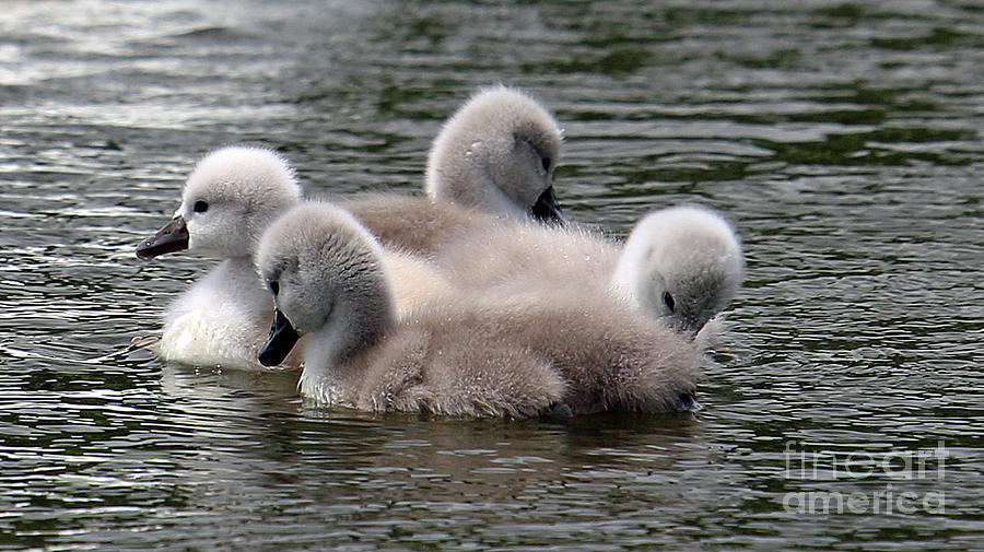 Cygnets Day One Photograph by Steve Gass
