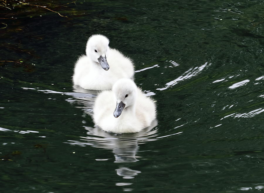 Cygnets Photograph by Jeff Townsend