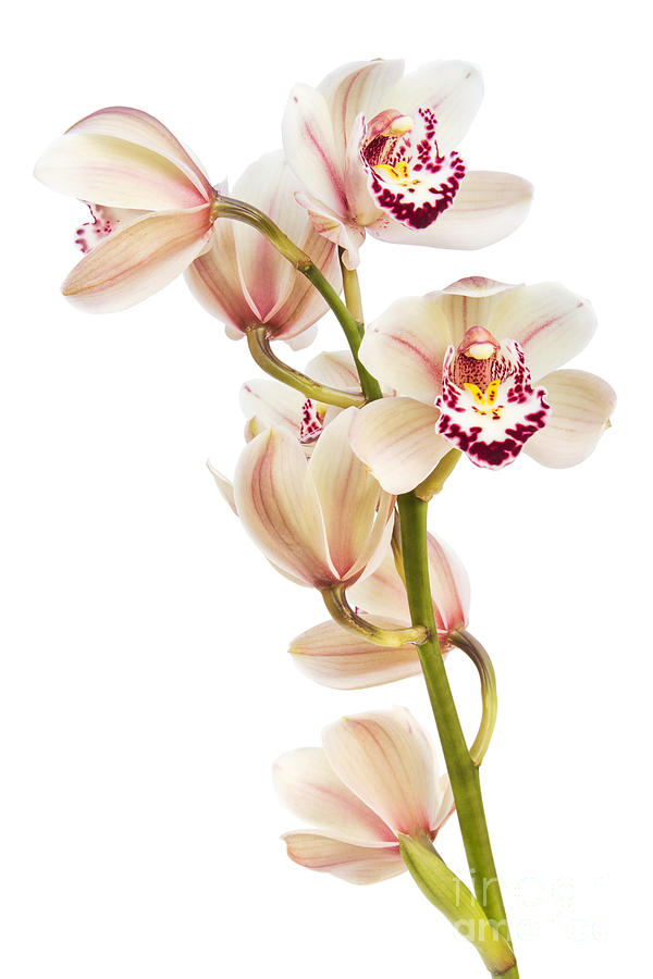 Orchid Photograph - Cymbidium - Boat Orchid by Ann Garrett