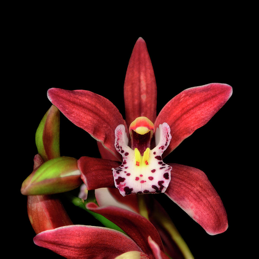 Cymbidium Orchid 001 Photograph by George Bostian
