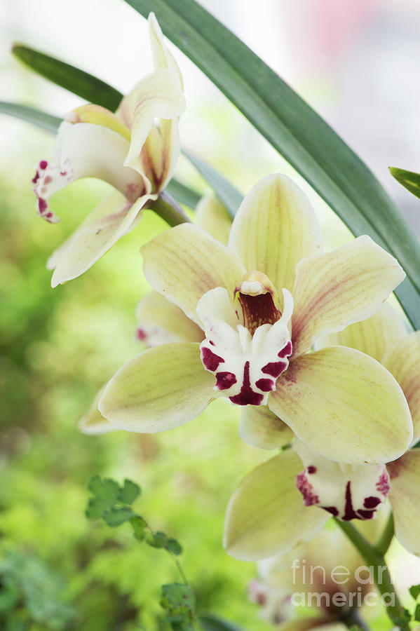 Flower Photograph -  Cymbidium Orchid by Tim Gainey