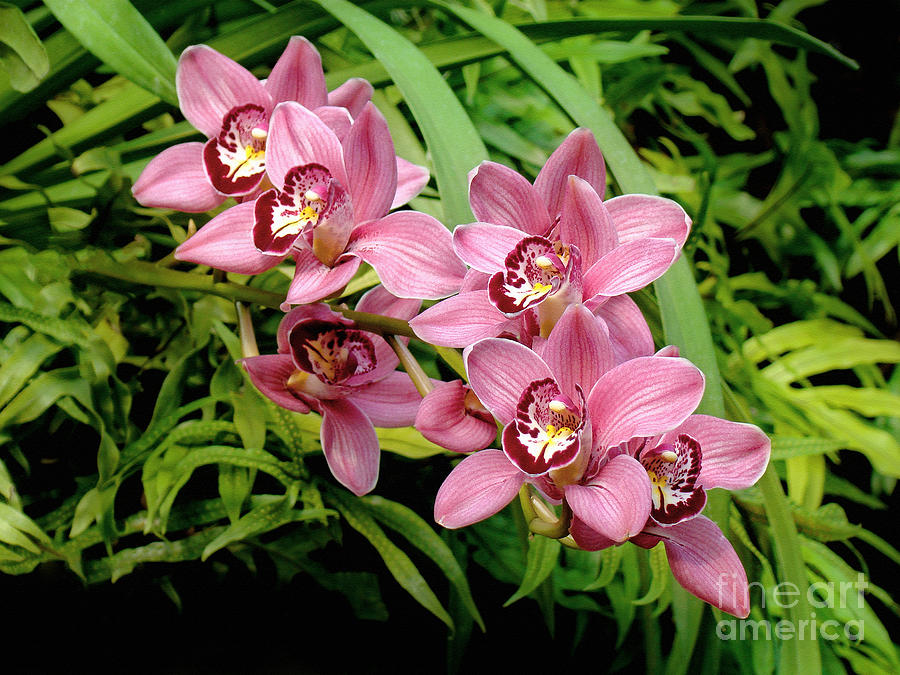 Cymbidium Orchids Spray Photograph by Sue Melvin