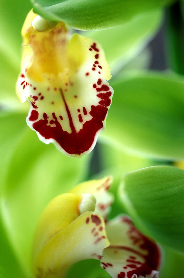 Flower Photograph - Cymbidium Seafoam Emerald Orchid by Kathy Yates
