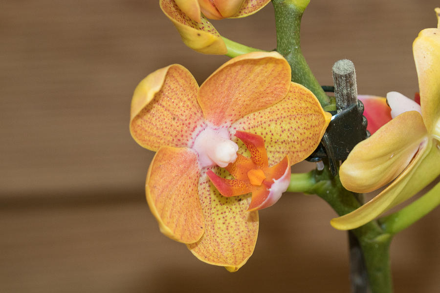 Orchid Photograph - Cymbidium sp. by Antonio J Pizarro