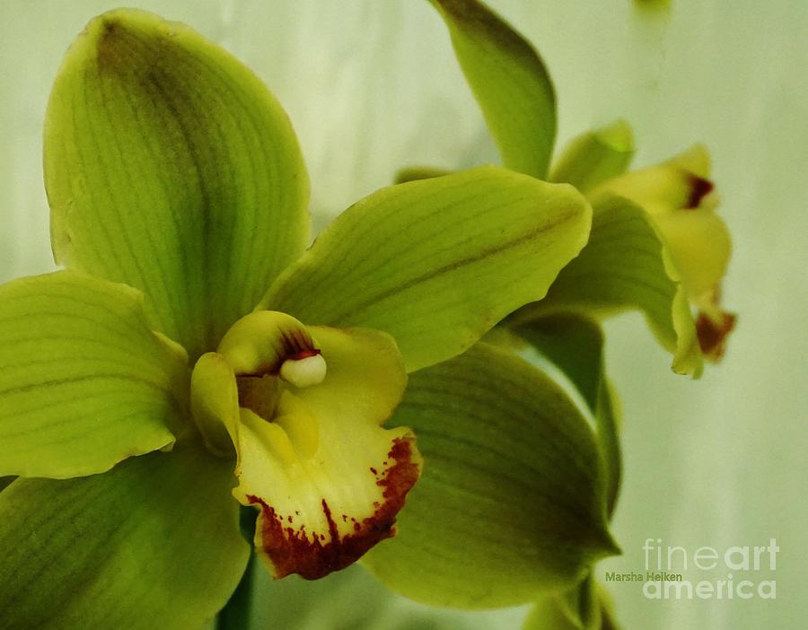 Cymbidiums Orchid Macro Photograph by Marsha Heiken