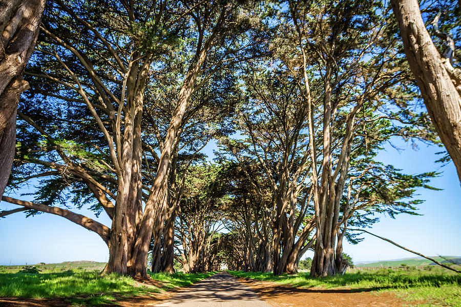 Cypres Tree Tunnel At Point Reyes  National Seashore Photograph by Alex Grichenko