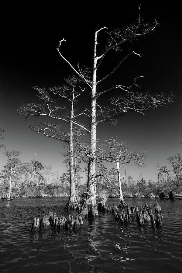 Cypress 1 Photograph by Alan Raasch
