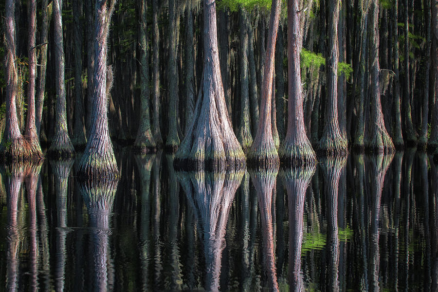 Cypress - 2 Photograph by Alex Mironyuk