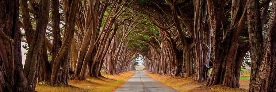 Nature Photograph - Cypress Alley by Radek Hofman
