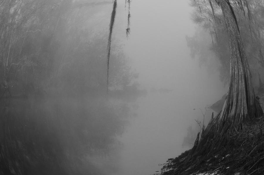 Cypress and Fog Fisheye Photograph by Warren Thompson