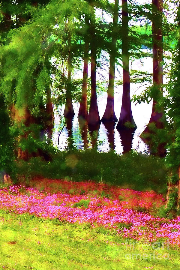 Cypress and Oxalis 20x30 Photograph by Judi Bagwell