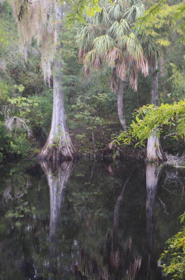 Cypress and Palm Reflections Photograph by Warren Thompson