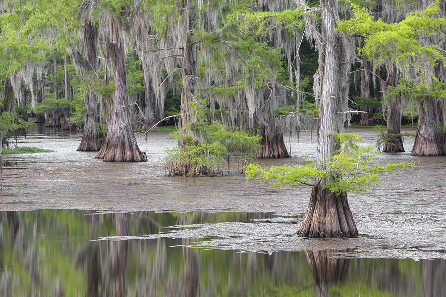 Cypress and Spanish Moss of Caddo Lake State Park 4 Photograph by Rob ...