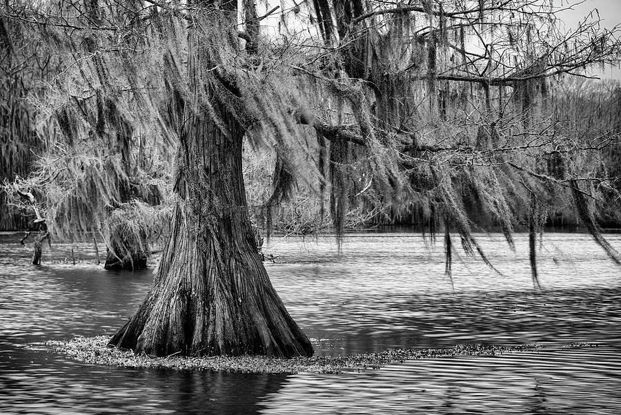 Cypress at Caddo Lake Photograph by Mary Lee Dereske
