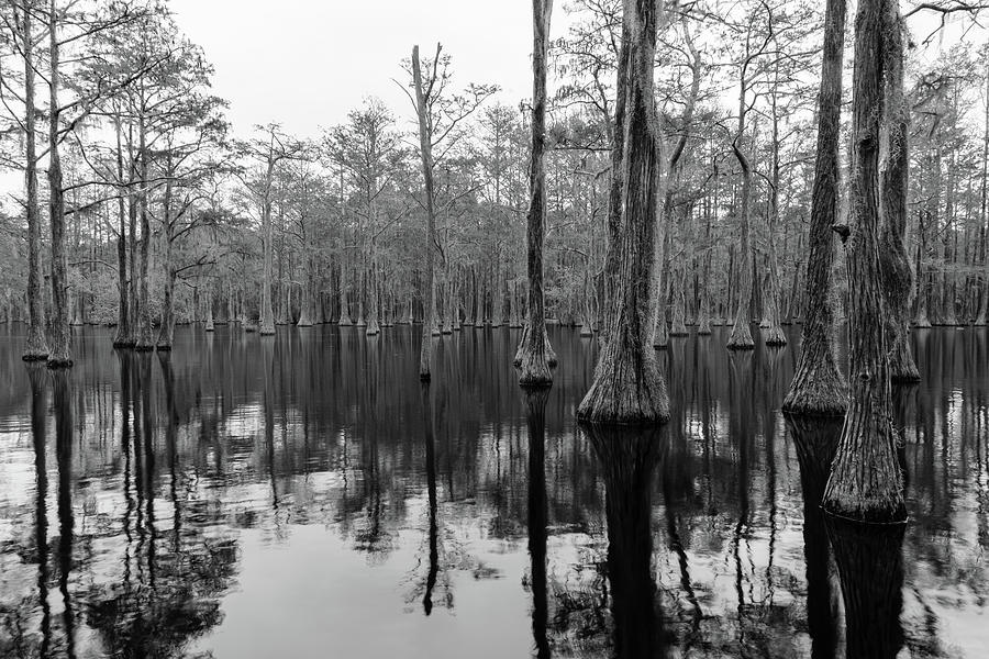 Cypress At George L. Smith State Park Photograph by Michelle Wittmer ...