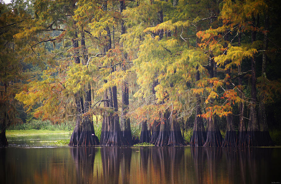 Tree Photograph - Cypress at Old River by Southern Tradition