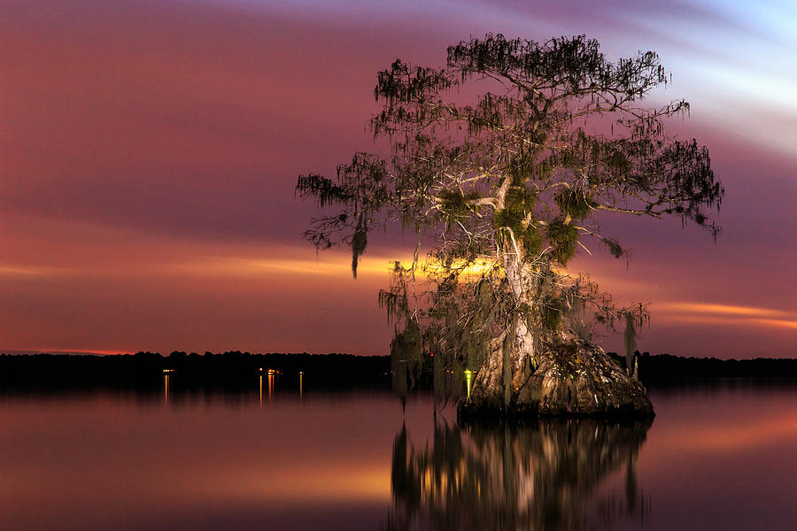Cypress at Twilight Photograph by Stefan Mazzola