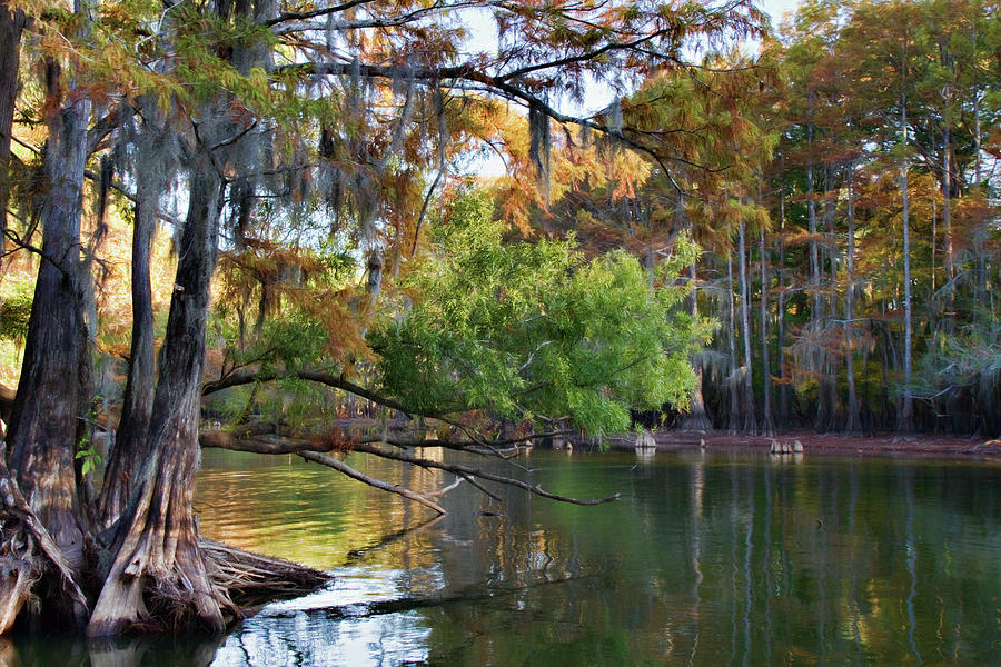 Cypress Bend Photograph by Lana Trussell