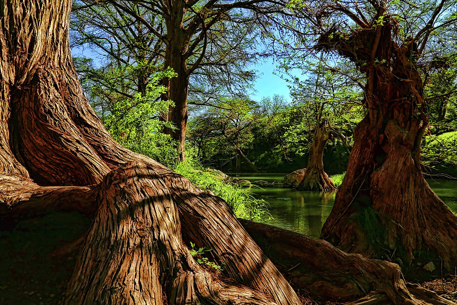 Cypress Bend Park in New Braunfels Photograph by Judy Vincent