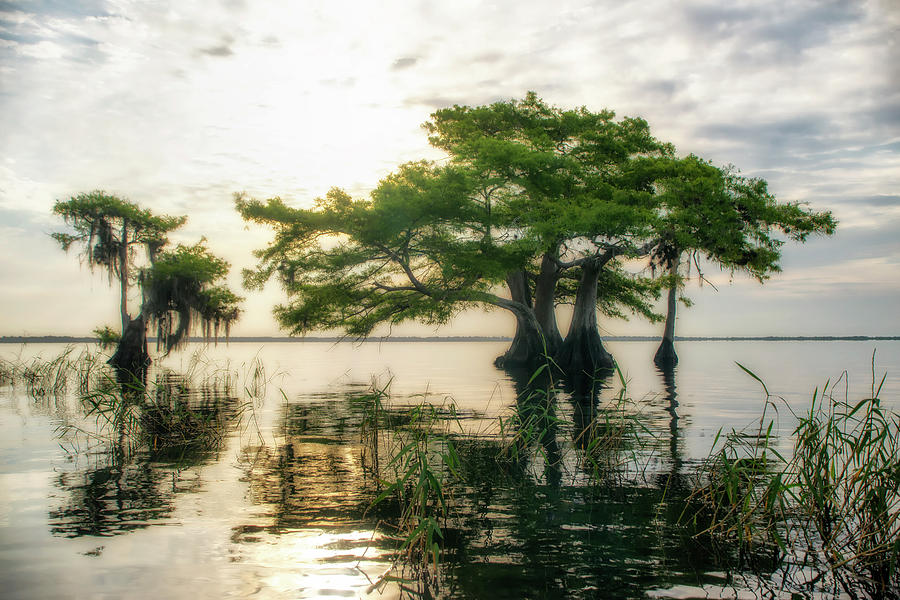 Cypress Bonsai Photograph by Ghostwinds Photography