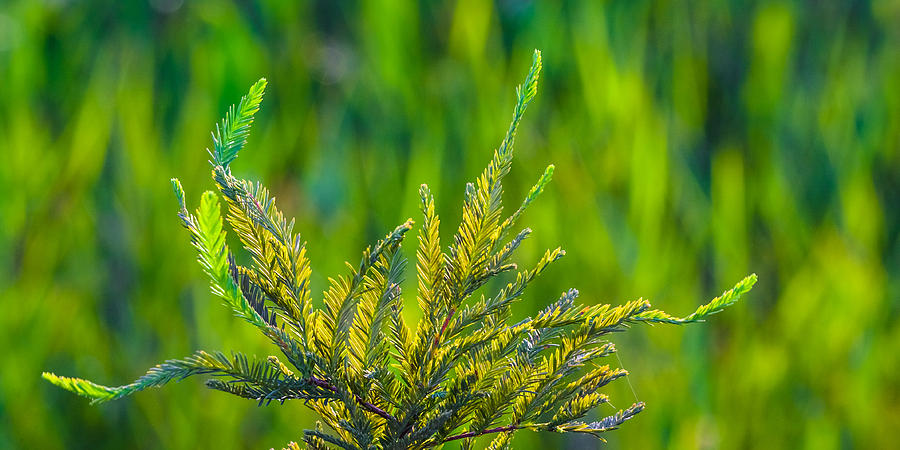Cypress Branches In A Field Of Green Photograph