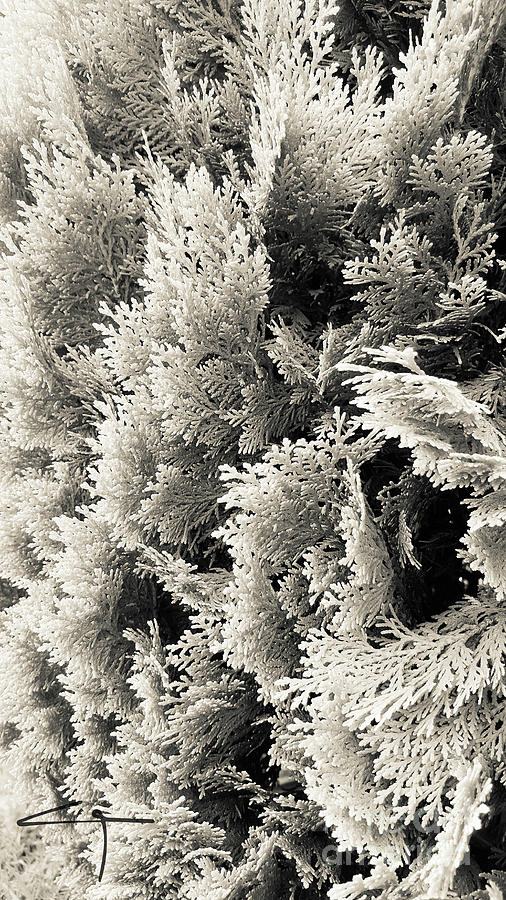 Abstract Photograph - Cypress Branches No.2 by Cesar Padilla