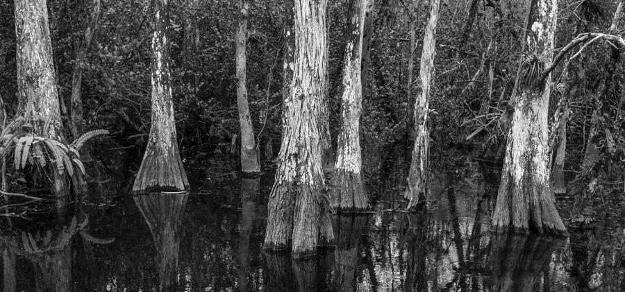 Cypress Elders Photograph by Jon Glaser
