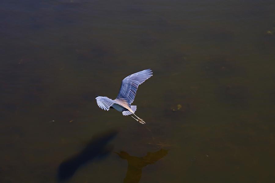 Cypress Flight Photograph by Michiale Schneider