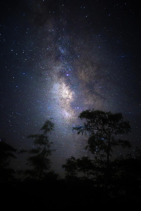 Cypress Forest Milky Way Photograph by Mark Andrew Thomas