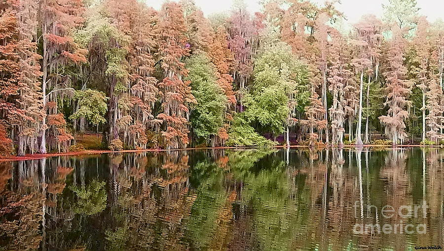 Cypress In Autumn Photograph