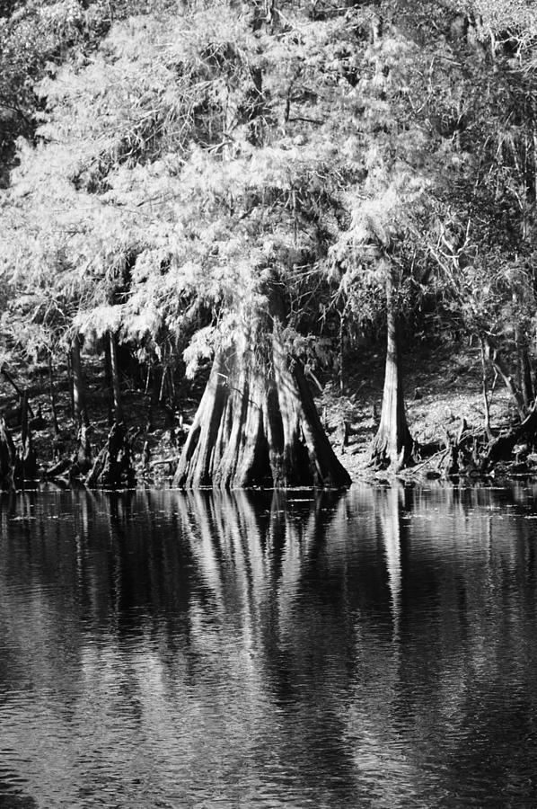 Cypress in Black and White Photograph by Warren Thompson