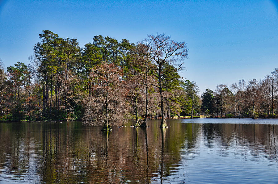 Cypress in Lake Photograph by Linda Brown