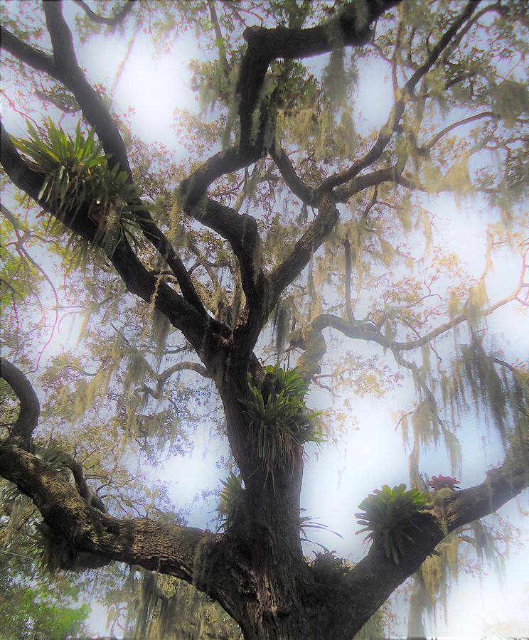 Cypress In The Mist Digital Art by Ann Johndro-Collins