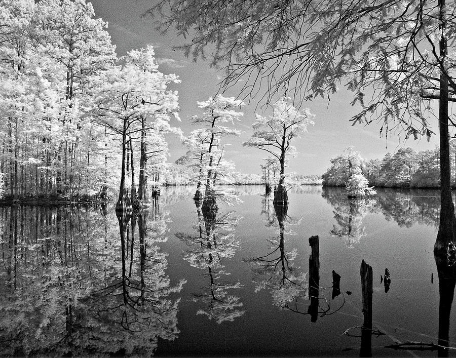 Cypress in Walkers Mill Pond Photograph by Bob Decker