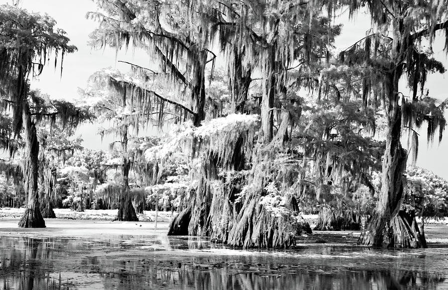 Cypress Infrared Photograph by Lana Trussell