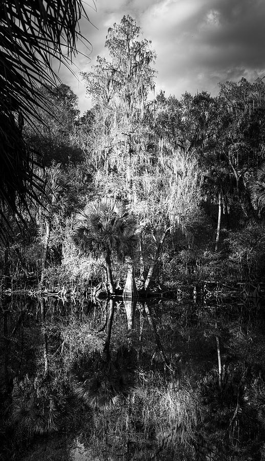 Tampa Photograph - Cypress King by Marvin Spates