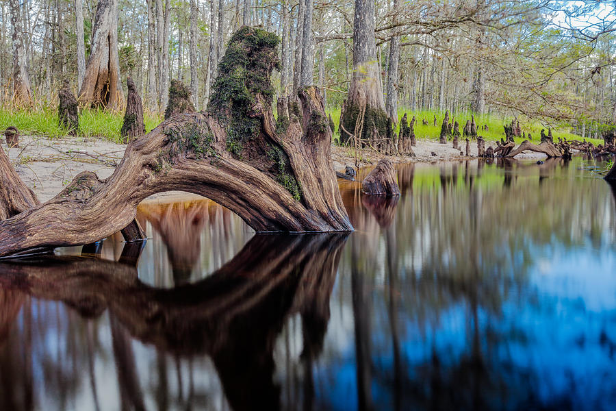 Cypress Knee in Fisheating Creek Photograph by Andres Leon