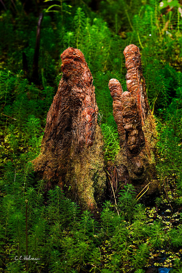 Cypress Knees Photograph by Christopher Holmes