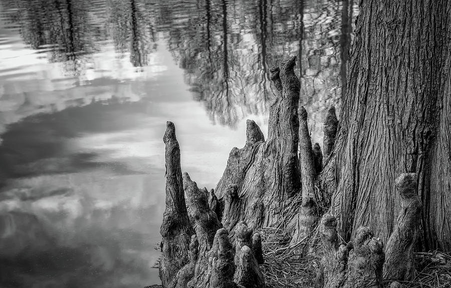 Cypress Knees in bw Photograph by James Barber