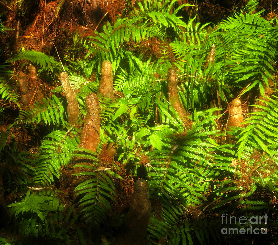Bald Cypress Photograph - Cypress knees in ferns by David Lee Thompson
