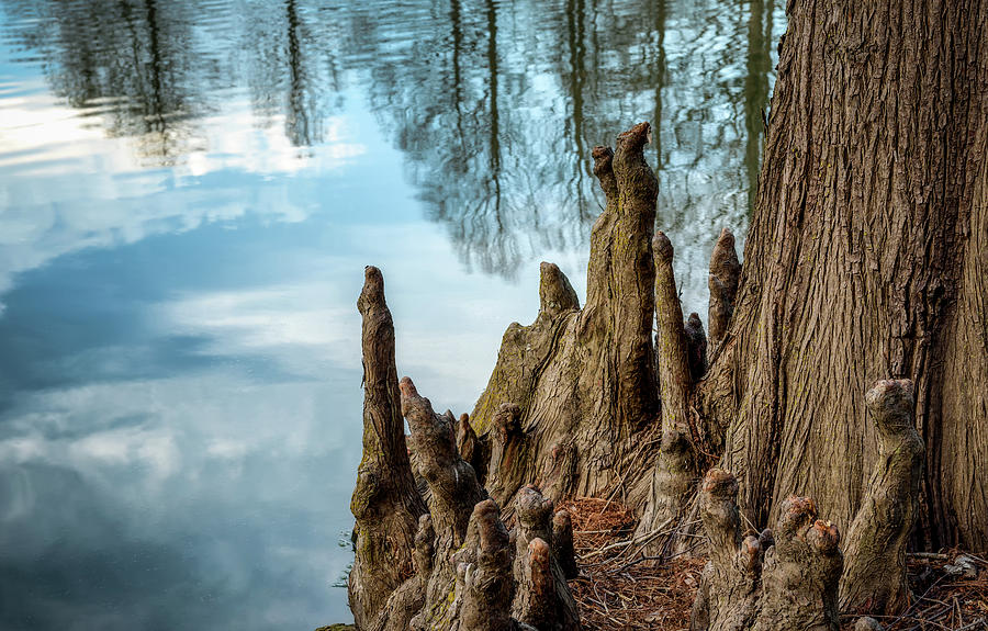 Cypress Knees Photograph by James Barber