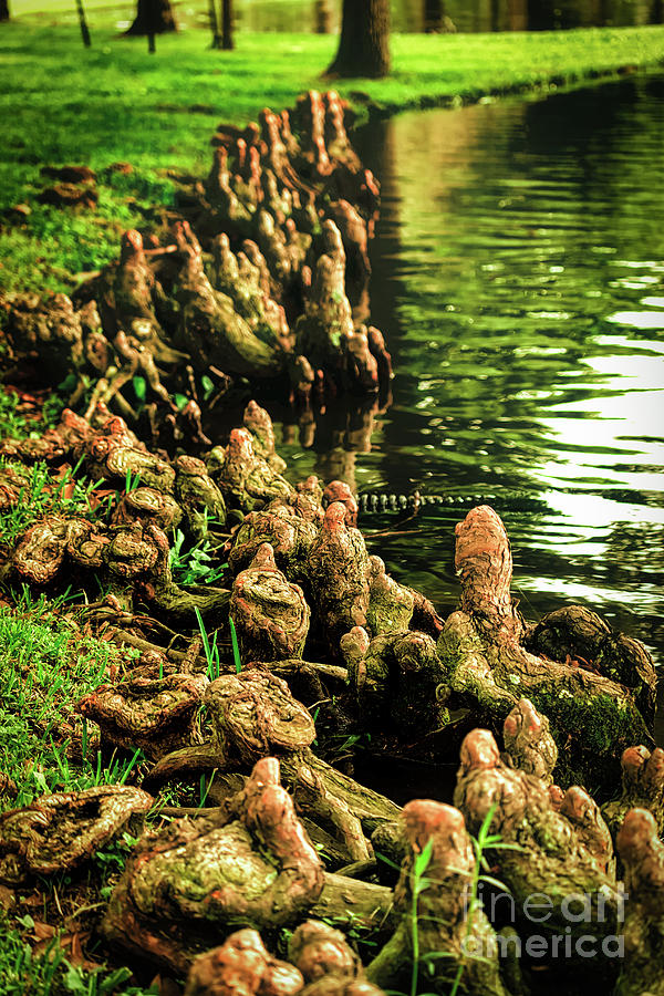 Cypress Knees Overload Photograph by JB Thomas