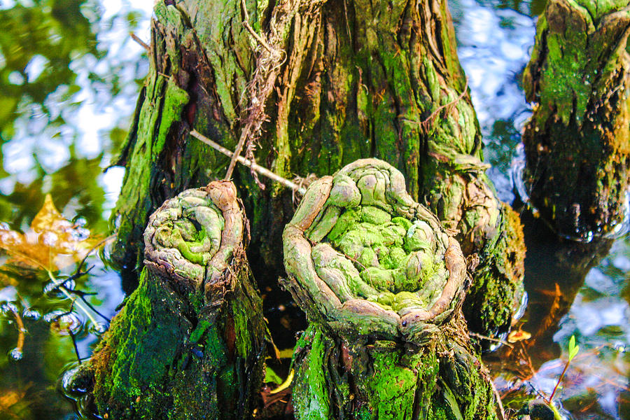 Nature Photograph - Cypress Knees by Stacey Rosebrock