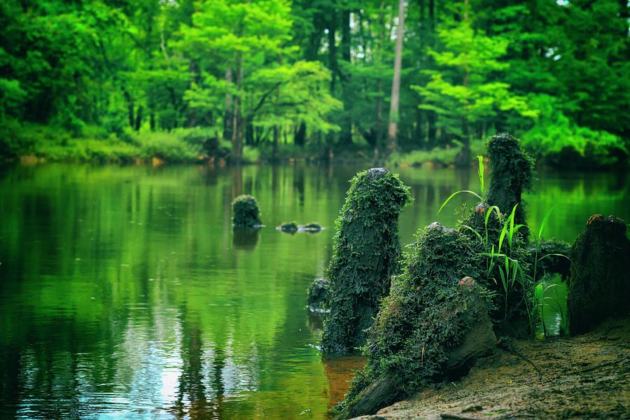 Cypress Knees Photograph by Travis Rogers