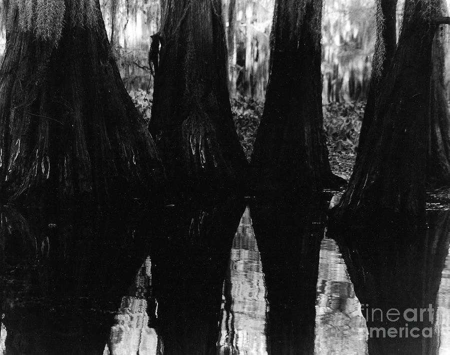 Cypress Looking Glass Photograph by Joy Tudor