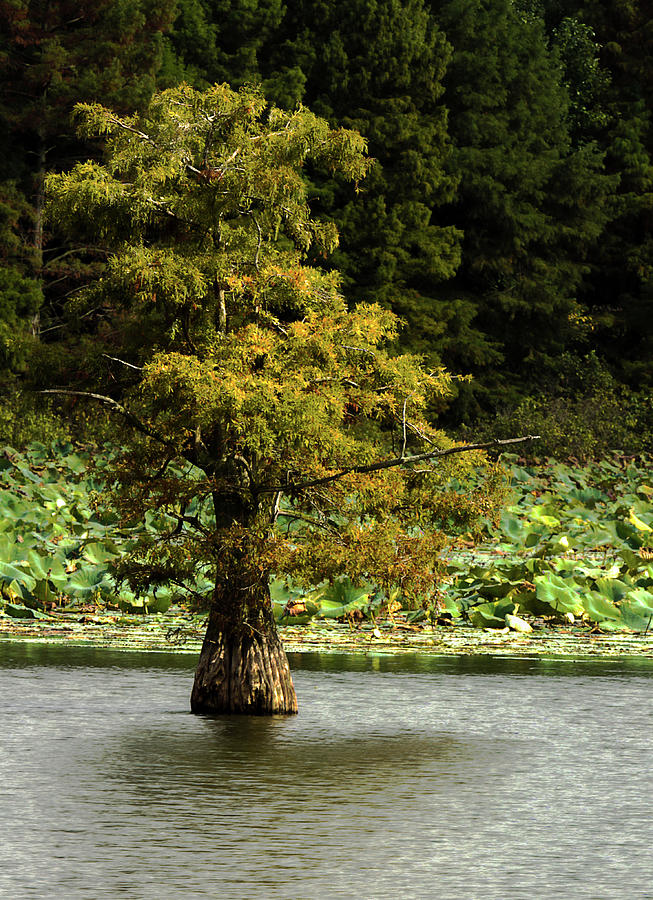 Cypress Matters Photograph by Jeff Kurtz