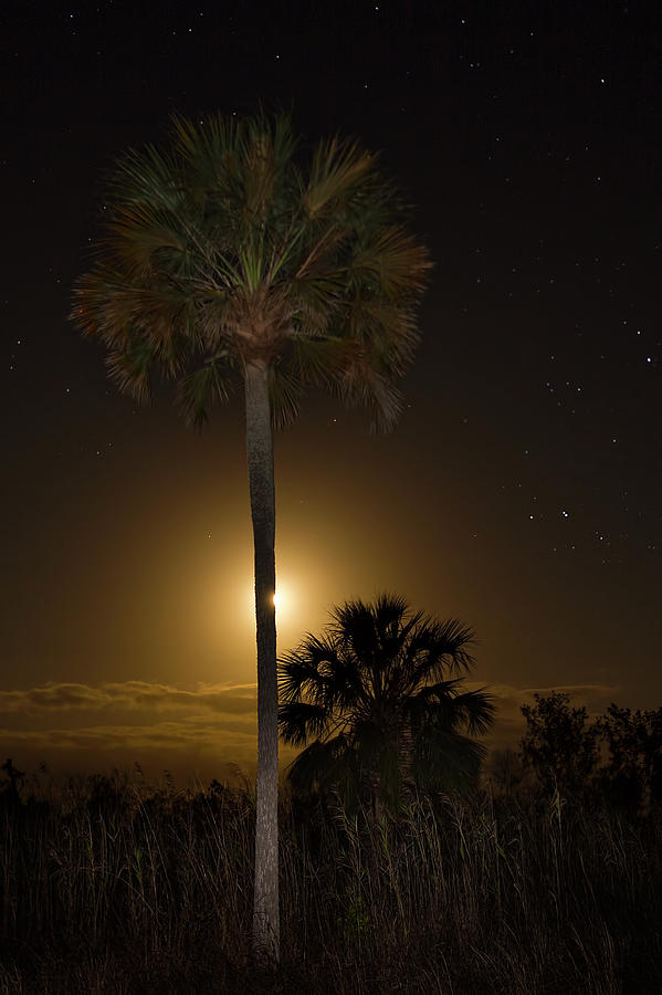 Cypress Moon Photograph by Mark Andrew Thomas