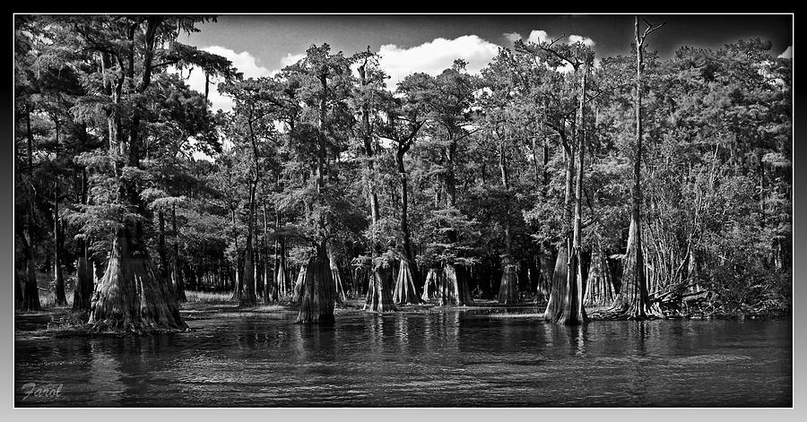 Cypress on the Suwannee Photograph by Farol Tomson