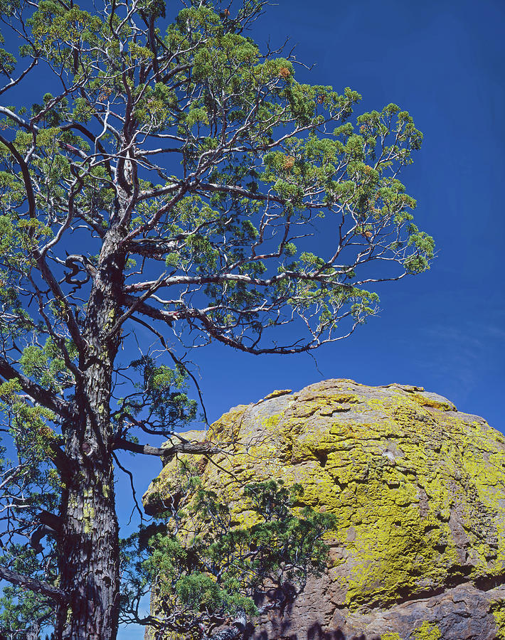 Cypress Over Boulder Photograph by Tom Daniel